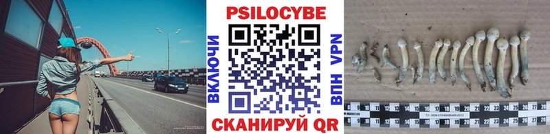 купить наркоту  Химки  Галлюциногенные грибы Psilocybe 